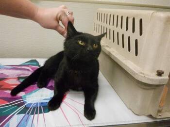 Domestic Short Hair Cats Available for Adoption - OSCAR | PetCurious