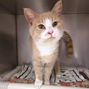 Domestic Short Hair Cats Available for Adoption - Ben G | PetCurious