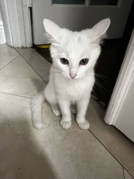 Rescue Domestic Short Hair Cats for Adoption in West Palm Beach, Florida - Halo | PetCurious