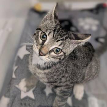Domestic Short Hair Cats Available for Adoption in Buffalo, New York - Owen | PetCurious