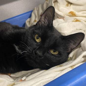 Domestic Short Hair Cats Available for Adoption - Capri | PetCurious