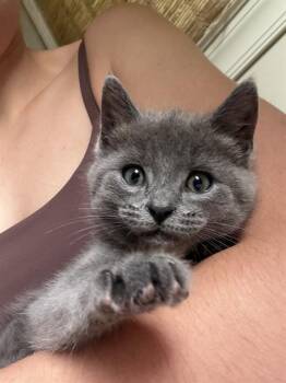 Domestic Medium Hair Cats Available for Adoption in Charlotte, North Carolina - SPARKY | PetCurious