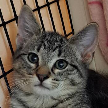Arcade -  Domestic Short Hair Cat for Adoption in Chicago, Illinois - Arcade | PetCurious