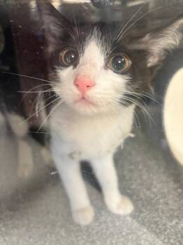 Madelyn -  Domestic Short Hair Cat for Adoption in Greenfield, Indiana - Madelyn | PetCurious