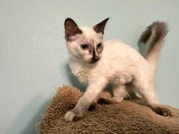 June Bug -  Siamese and Domestic Medium Hair Cat for Adoption in Saucier, Mississippi - June Bug | PetCurious