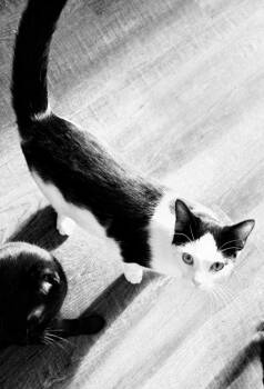 Domestic Short Hair Cats Available for Adoption - Bela Lugosi | PetCurious