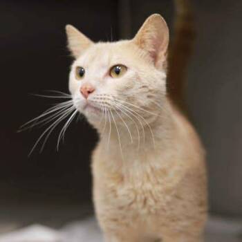 Anikin -  Domestic Short Hair Cat for Adoption in Atlanta, Georgia - Anikin | PetCurious