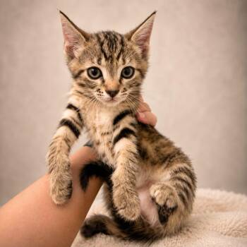 meta -  Tabby Cat for Adoption in Miami, Florida - Meta | PetCurious
