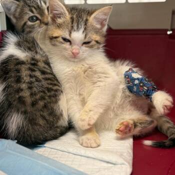 Domestic Medium Hair Cats Available for Adoption in Lancaster, Ohio - Mildred | PetCurious