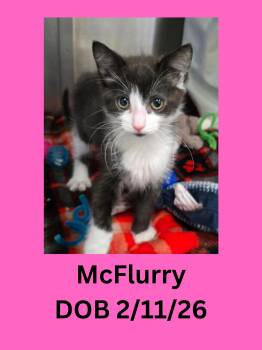 Domestic Short Hair Cats Available for Adoption in Ravenna, Ohio - McFlurry | PetCurious