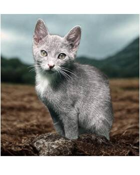 Domestic Short Hair and Russian Blue Cats Available for Adoption - Fried Rice | PetCurious
