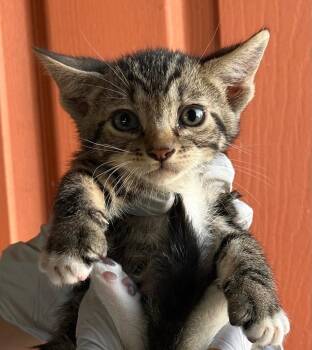 Domestic Short Hair Cats Available for Adoption in Huntington Beach, California - Harry | PetCurious