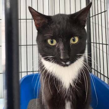 BIG Spicy -  Domestic Short Hair Cat for Adoption in Corbin, Kentucky - BIG Spicy | PetCurious