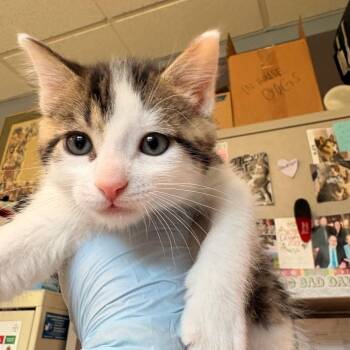 Truffles -  Domestic Short Hair Cat for Adoption - Truffles | PetCurious