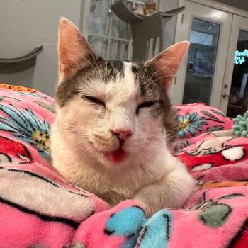 Chopstick -  Domestic Short Hair Cat for Adoption in Greensburg, Pennsylvania - Chopstick | PetCurious