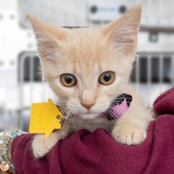 ROSIE -  Domestic Short Hair Cat for Adoption in St. Louis, Missouri - ROSIE | PetCurious