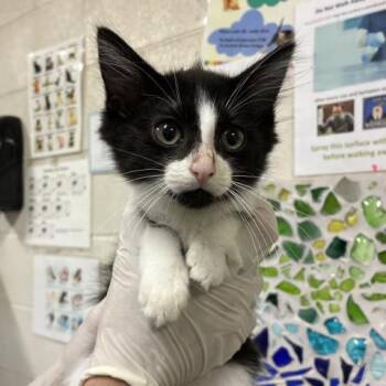 PUDDING -  Domestic Medium Hair Cat for Adoption in Pensacola, Florida - PUDDING | PetCurious