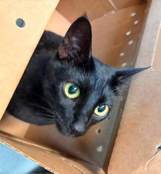 LUNA -  Domestic Short Hair Cat for Adoption in Baytown, Texas - LUNA | PetCurious
