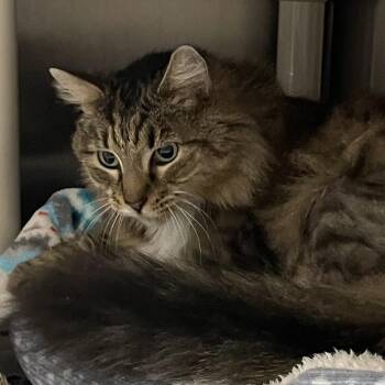 Sadie -  Domestic Medium Hair Cat for Adoption in North Kingstown, Rhode Island - Sadie | PetCurious