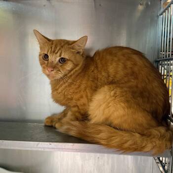 Henry -  Domestic Medium Hair Cat for Adoption in Columbus, Georgia - Henry | PetCurious