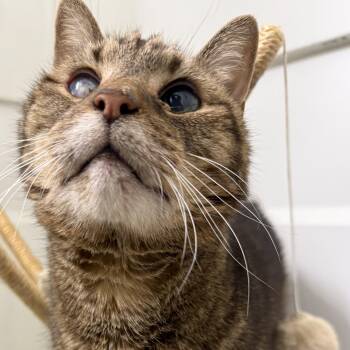 Domestic Short Hair Cats Available for Adoption - Mishka | PetCurious