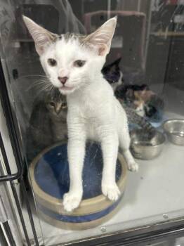 Little Leo -  Domestic Short Hair Cat for Adoption in Dayton, Minnesota - Little Leo | PetCurious