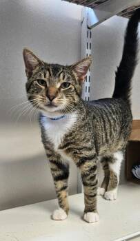 Thomas -  Domestic Short Hair Cat for Adoption in Fremont, Ohio - Thomas | PetCurious