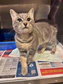 Rescue Domestic Short Hair Cats for Adoption in Morton Grove, Illinois - Whiskey Sweet | PetCurious