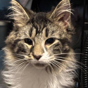 Domestic Long Hair Cats Available for Adoption - Luke | PetCurious