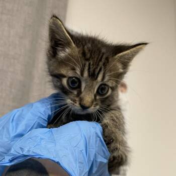 Knox -  Domestic Short Hair Cat for Adoption in Hattiesburg, Mississippi - Knox | PetCurious