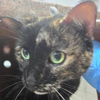 Daisy Boo -  Domestic Short Hair Cat for Adoption in Newark, New Jersey - Daisy Boo | PetCurious