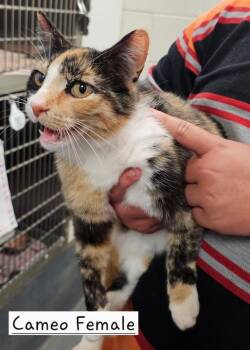 Cameo -  Domestic Short Hair Cat for Adoption in Amherst, Virginia - Cameo | PetCurious