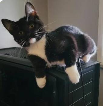 Rescue Domestic Short Hair Cats for Adoption in Royal Oak, Michigan - Naboo | PetCurious