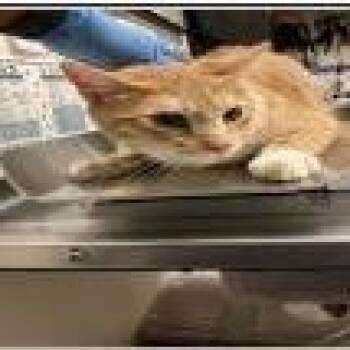 Cheddarsox -  Domestic Short Hair Cat for Adoption in Pasadena, California - Cheddarsox | PetCurious