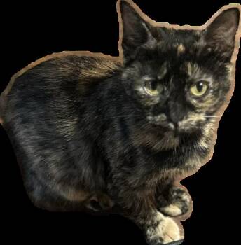 Rescue Domestic Short Hair Cats for Adoption in Greenwood, Indiana - Summer | PetCurious