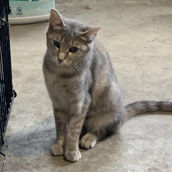 Farrah -  Domestic Short Hair Cat for Adoption in Stockholm, Wisconsin - Farrah | PetCurious