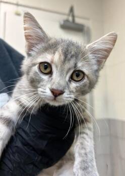Pixel -  Domestic Short Hair Cat for Adoption in Nashville, Tennessee - Pixel | PetCurious