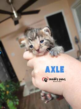 Axle -  Domestic Short Hair Cat for Adoption in Council Bluffs, Iowa - Axle | PetCurious