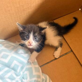 Spicy -  Domestic Short Hair Cat for Adoption in Corinth, Mississippi - Spicy | PetCurious
