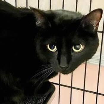 Domestic Short Hair Cats Available for Adoption - Hero | PetCurious