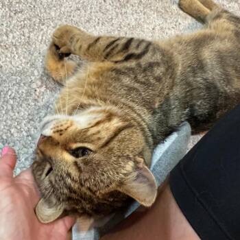 Frank -  Domestic Short Hair Cat for Adoption in Rochester, Minnesota - Frank | PetCurious