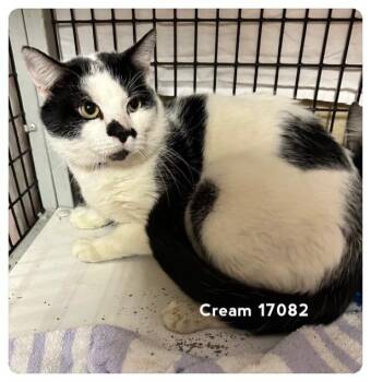 Domestic Short Hair Cats Available for Adoption - CREAM (see Also COOKIE) | PetCurious