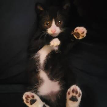 Domestic Short Hair Cats Available for Adoption in Pleasanton, California - Hazel | PetCurious