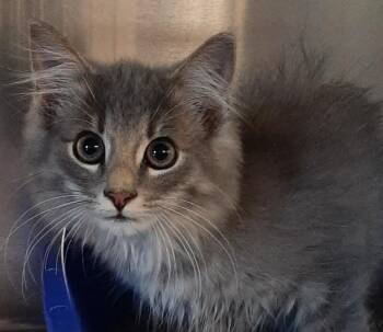 Bart -  Domestic Long Hair Cat for Adoption in Georgetown, Ohio - Bart | PetCurious