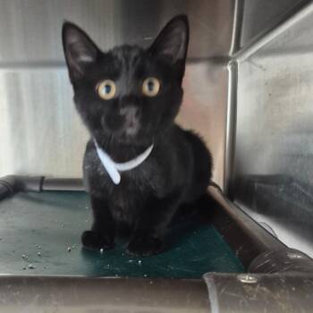 Licorice -  American Shorthair Cat for Adoption in Kingman, Kansas - Licorice | PetCurious