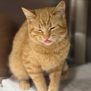 Domestic Short Hair Cats Available for Adoption - Mimi | PetCurious