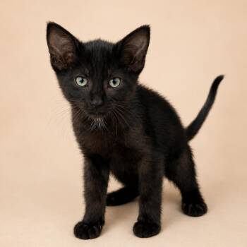 Fortune -  Domestic Short Hair Cat for Adoption in Heber Springs, Arkansas - Fortune | PetCurious