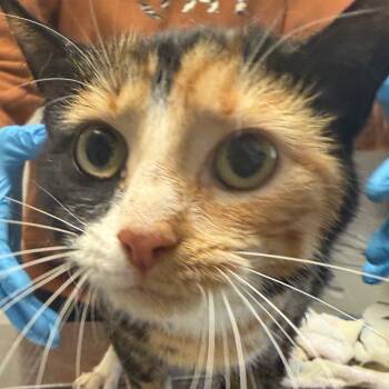 Rescue Domestic Short Hair Cats for Adoption in Ruckersville, Virginia - Summer | PetCurious