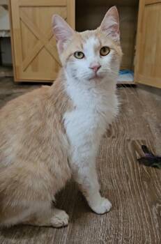 Rescue Tabby Cats for Adoption - Peach | PetCurious