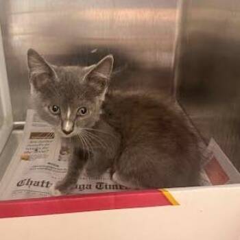 Ellis -  Domestic Short Hair Cat for Adoption in Chattanooga, Tennessee - Ellis | PetCurious